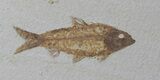 Fossil Stingray (Heliobatis) With Knightia - Wyoming #50688-2